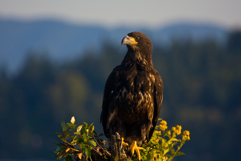 Bald Eagle